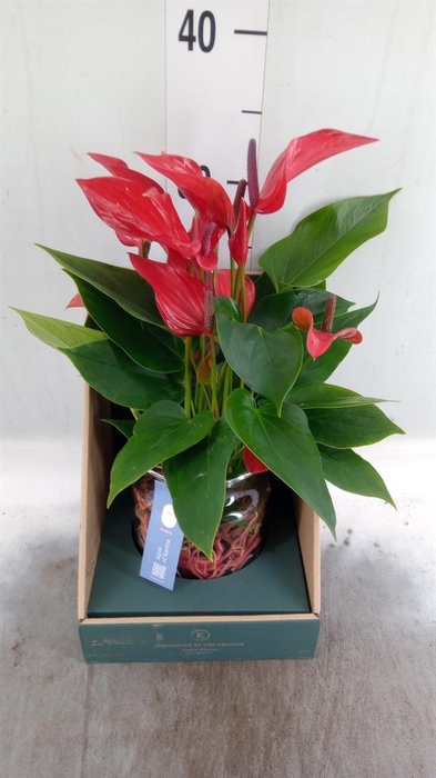 <h4>Anthurium  'Banderola Lava'</h4>