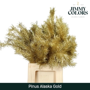 Pinus Alaska 60 Gold