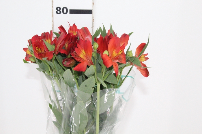 <h4>ALSTROEMERIA ANGELINA 080 CM</h4>