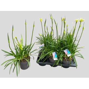 AGAPA PITCHOUN WHITE