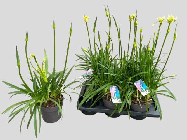 <h4>AGAPA PITCHOUN WHITE</h4>
