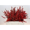 Ilex Rood