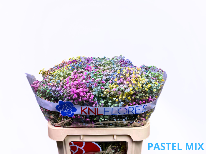 <h4>GYPS TINTED RAINBOW</h4>