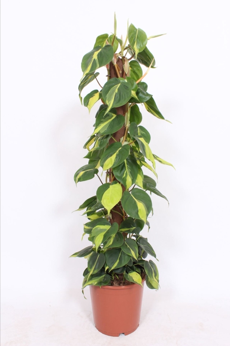 Philodendron Brasil