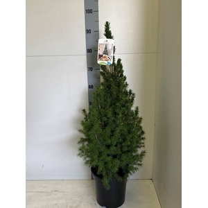 PICEA GL CONICA