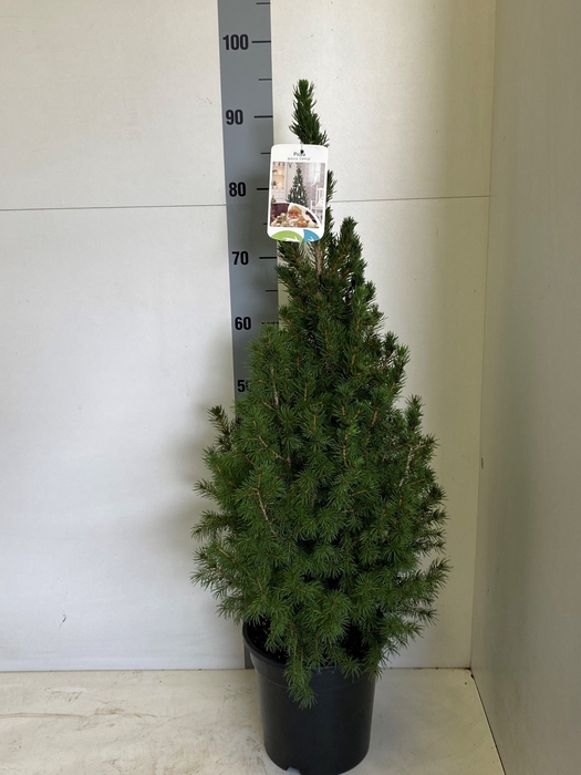 <h4>PICEA GL CONICA</h4>