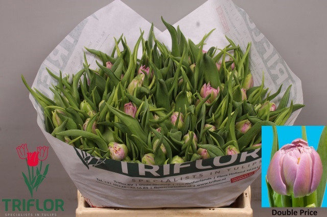 <h4>TU DU DOUBLE PRICE</h4>