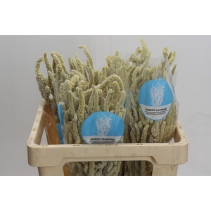 AMAR YEARMING DESERT AMARANTHUS YEA
