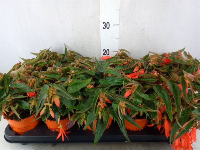 <h4>Begonia tuber. 'Bonfire'</h4>