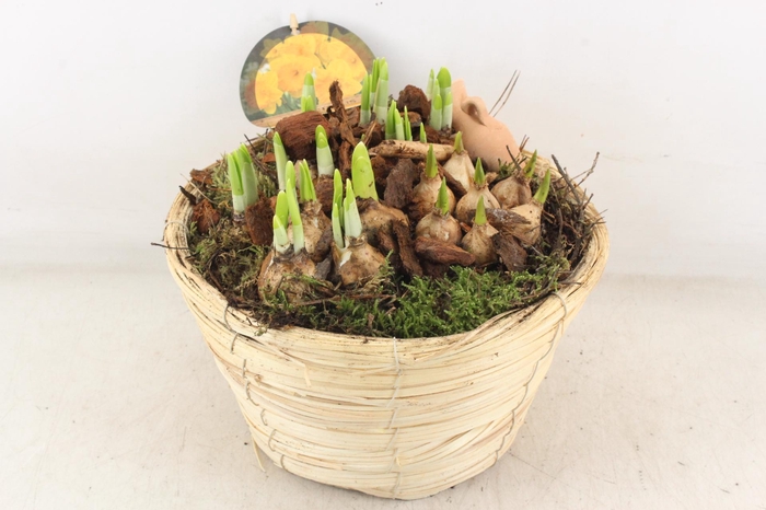 <h4>arr4 Narcis PL - Mand paia naturel</h4>