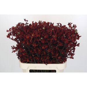ANIGOZ BUSH RUBY