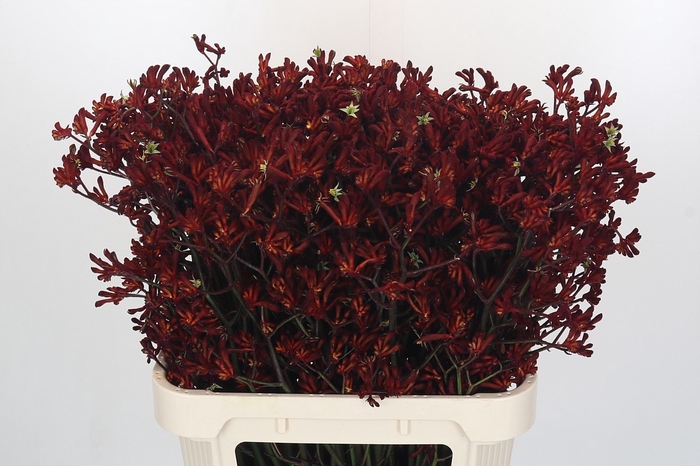 <h4>ANIGOZ BUSH RUBY</h4>