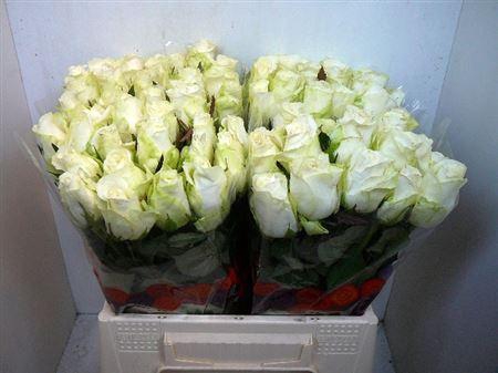 <h4>R Gr Countdown!</h4>