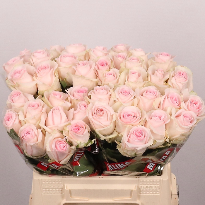 <h4>R GR REVIVAL SWEET</h4>