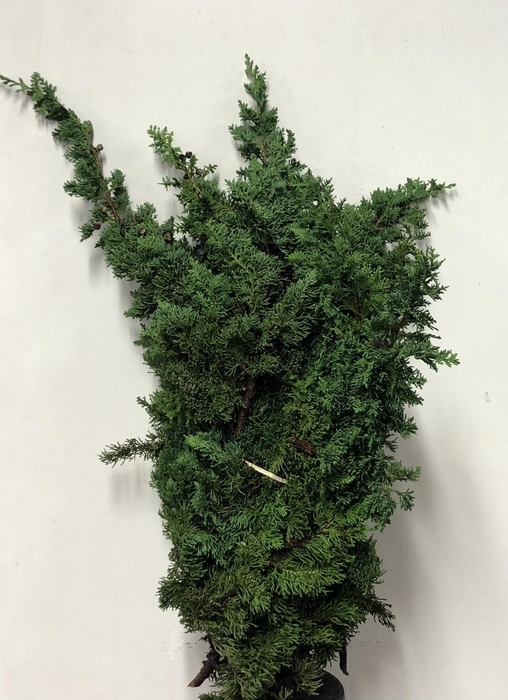 <h4>KERSTGROEN PER PAK WISSELI</h4>