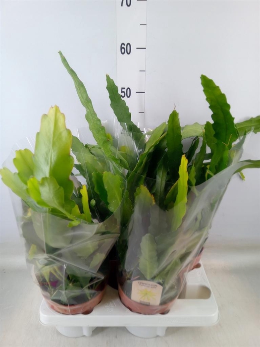 <h4>Epiphyllum   ...</h4>