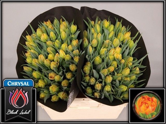 <h4>Tulipa do monte orange</h4>