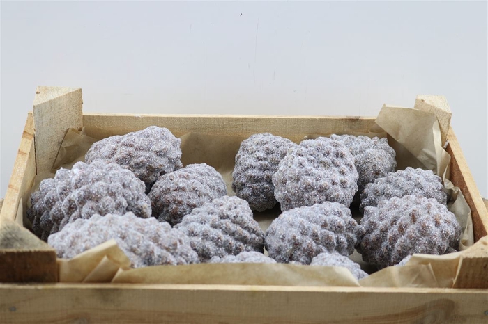 Wax Pinea Gl Naturel X20