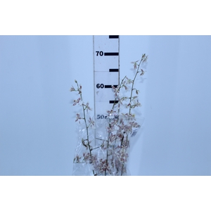 ONCIDIUM POPCORN