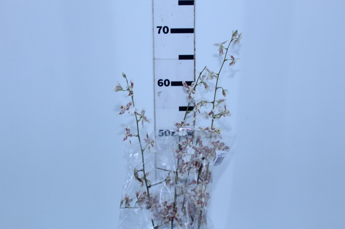 ONCIDIUM POPCORN