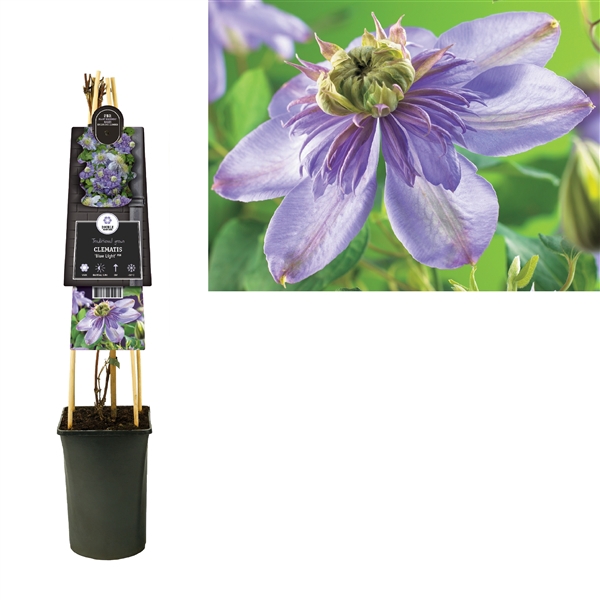 <h4>Clematis 'Blue Light' PBR +3.0 label</h4>