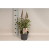 vaste planten 19 cm  Isoplexis Bella