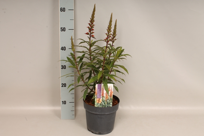 vaste planten 19 cm  Isoplexis Bella