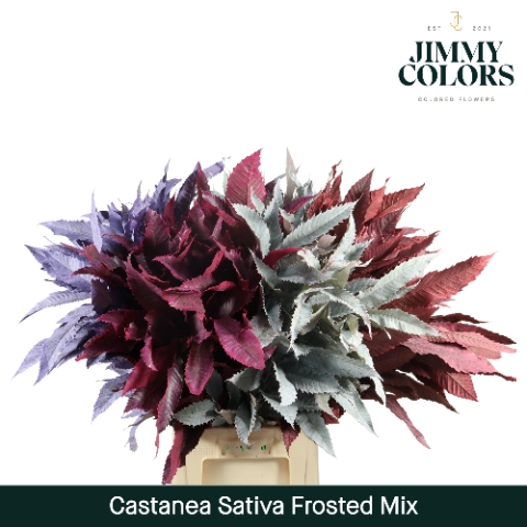 <h4>Castanea sativa Klbh. frosted mix</h4>