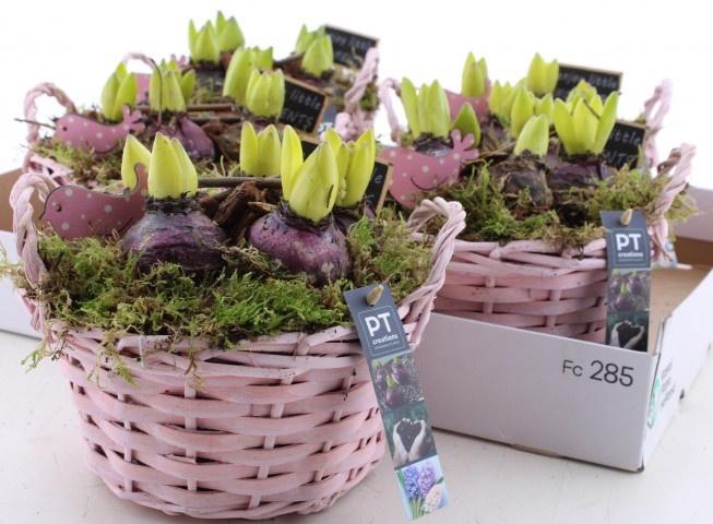 <h4>ARR HYACINTH</h4>