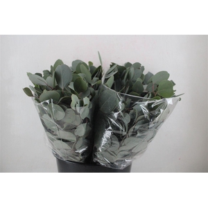 Euca Populus Short 150gr P Bunch