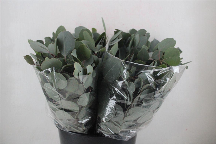 <h4>Euca Populus Short 150gr P Bunch</h4>