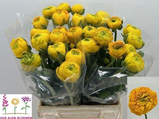 <h4>RAN AAZUR YELLOW</h4>