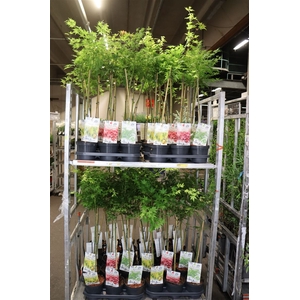 Acer Op Stam Mixkar