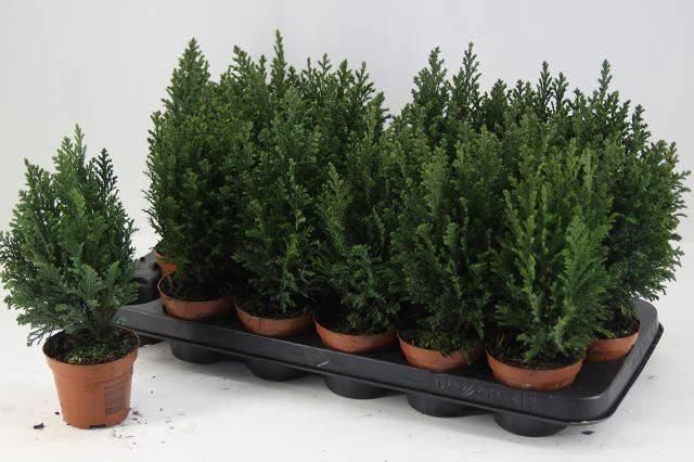 <h4>CHAM L ELLWOODII</h4>