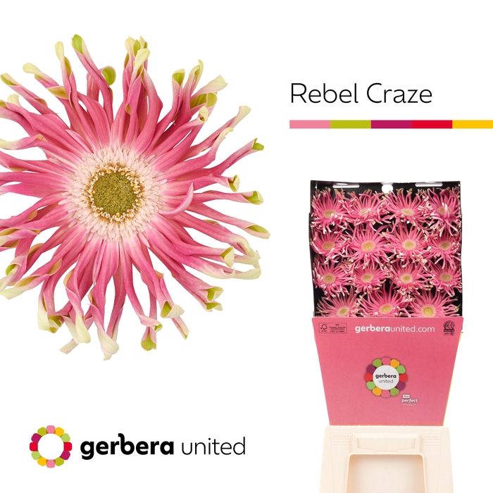 <h4>Gerbera Pasta Rebel Craze Diamond</h4>