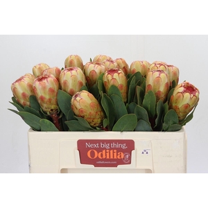 PROTEA GRANDICOLOR
