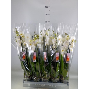 Phalaenopsis  'Ant Nottingham'