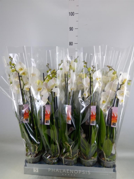 <h4>Phalaenopsis  'Ant Nottingham'</h4>