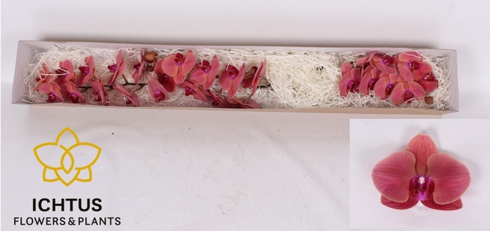 <h4>PHAL OVERIG PER BLOEM PHAL OV PER B</h4>