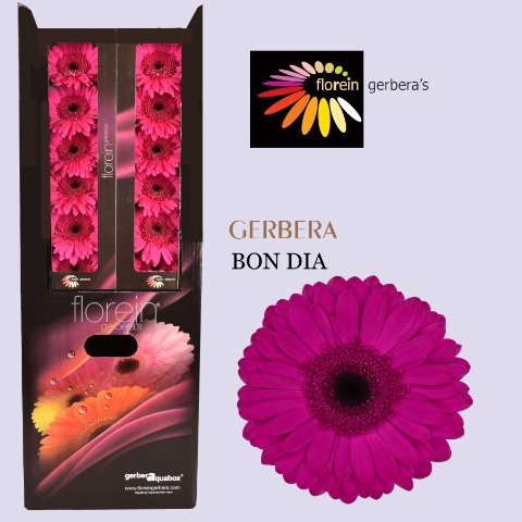 <h4>Gerbera Bon Dia Aquabox</h4>