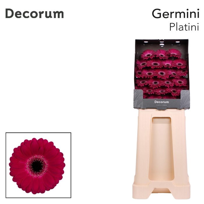 <h4>Germini Platini Diamond</h4>