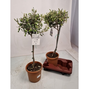 OLEA EUROPAEA