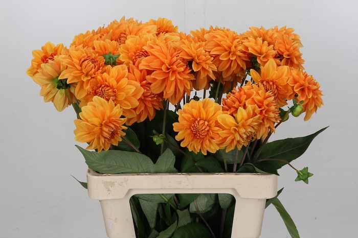 <h4>Dahlia Orange Girl</h4>