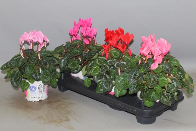 <h4>CYCL GR SUP XL</h4>