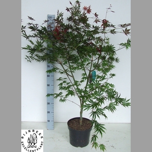 ACER PA TROMPENBURG