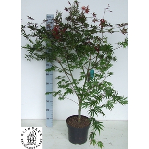 ACER PA TROMPENBURG