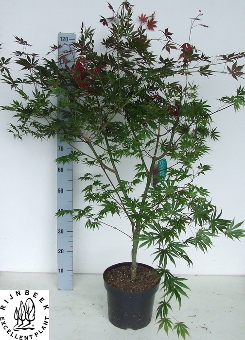 <h4>ACER PA TROMPENBURG</h4>