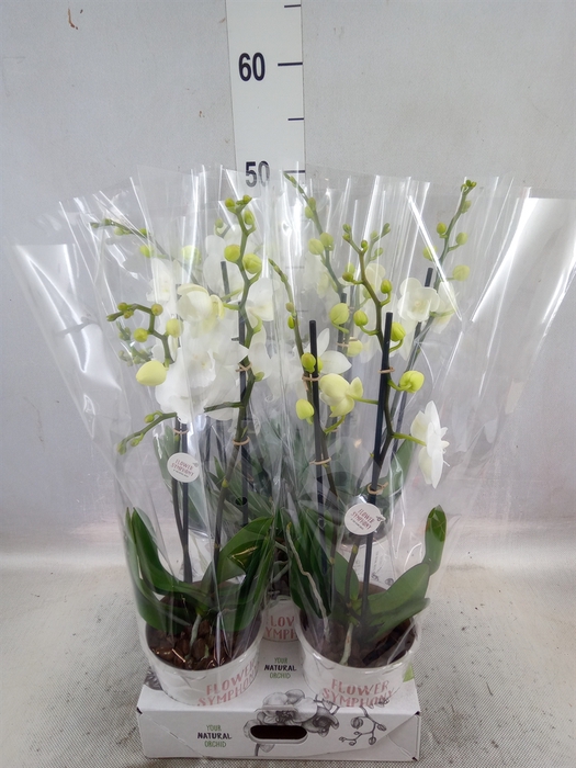 <h4>Phalaenopsis   ...white</h4>