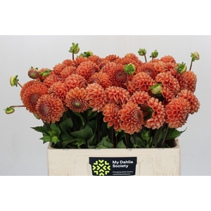 Dahlia Cornel Bronze