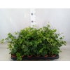 Hedera helix 'Wonder'